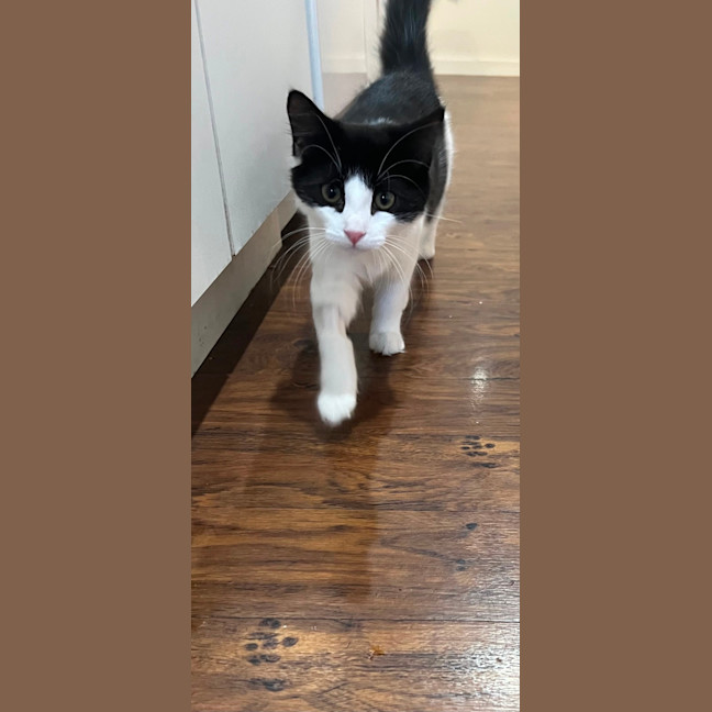 Photo of Monique Meet Me @Petstock Hastings