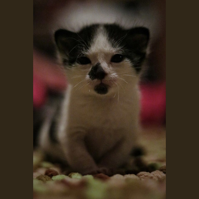 Photo of Merlin