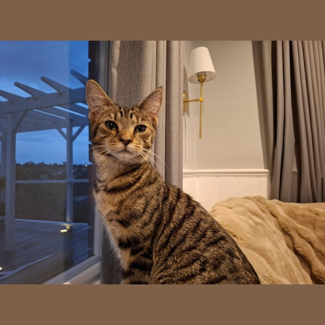 Photo of Olive *9 Lives Project Rescue