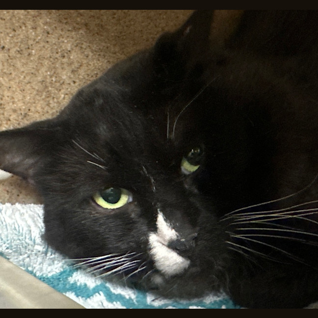 Photo of Bob The Builder