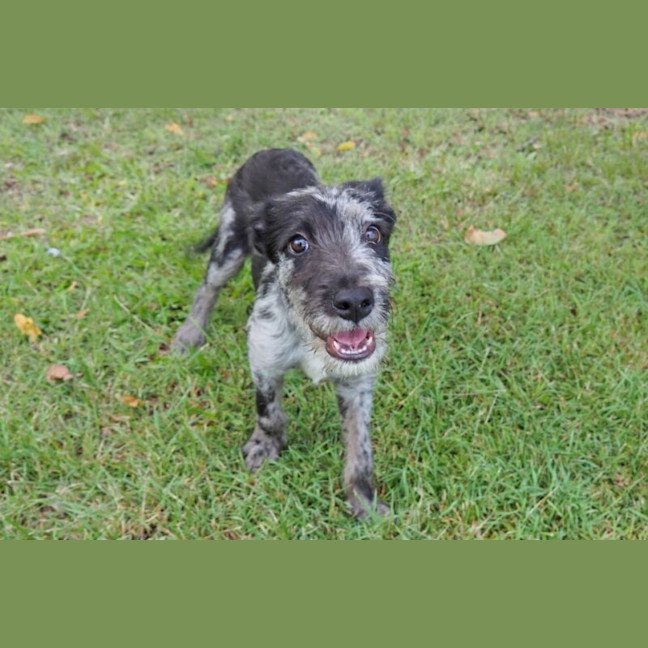 Photo of Bodhi