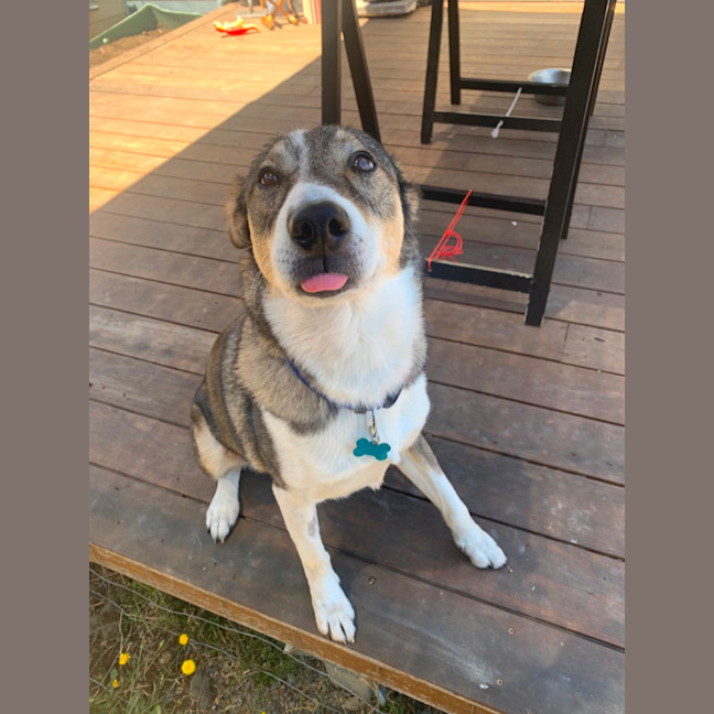 Photo of Snickers