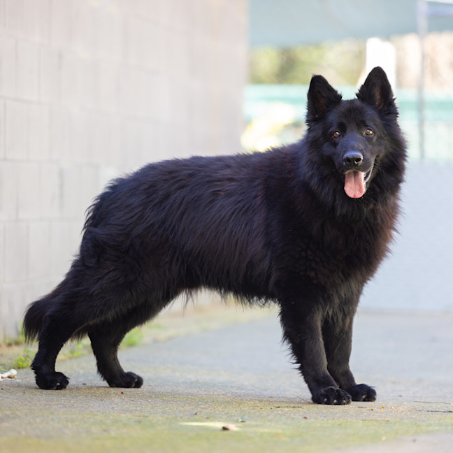 Photo of Wolfie
