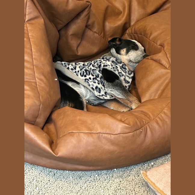 Photo of Dak