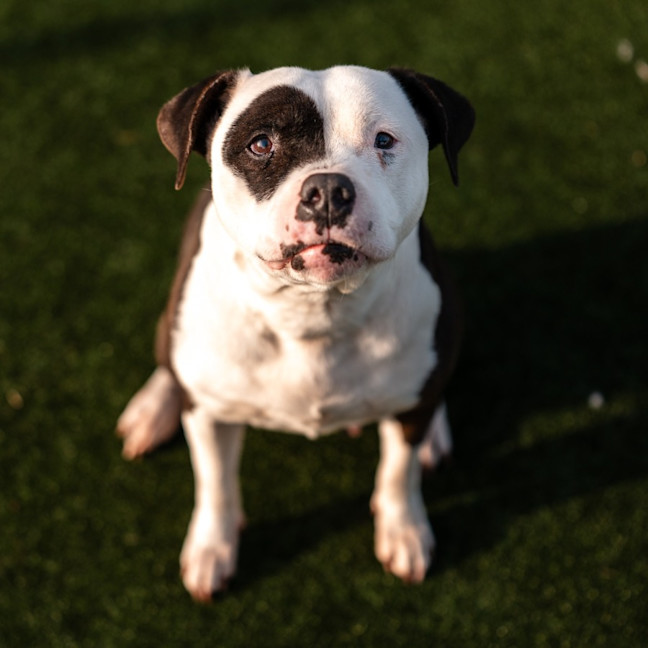 Photo of Storm Imp 1635