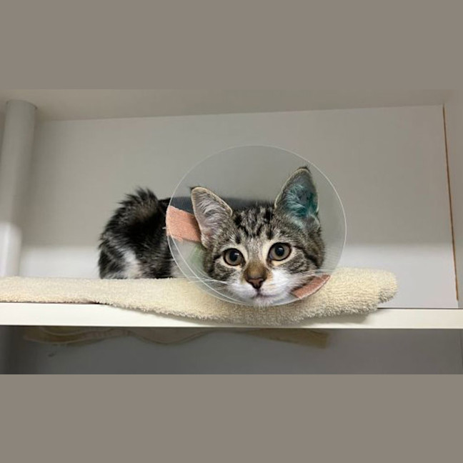 Photo of Tulip