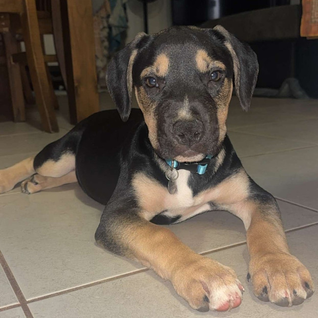 Photo of Roxy