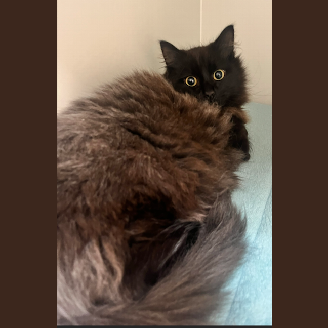 Photo of Char