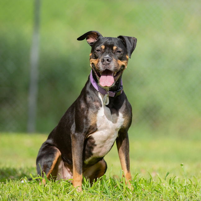 Photo of Sadie