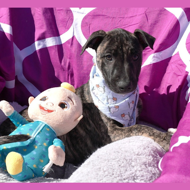 Photo of Cora