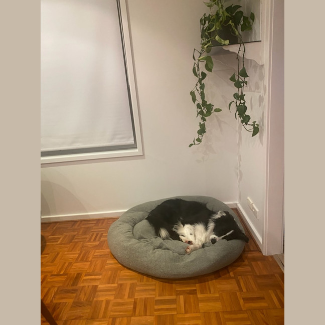 Photo of Grommit   7 Year Old Border Collie