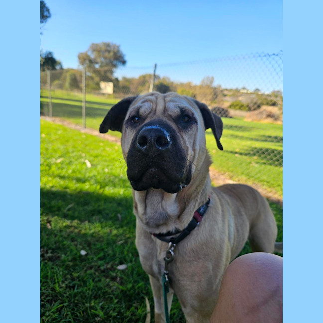 Photo of Gypsy