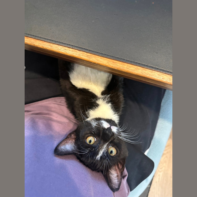 Photo of Mickey Mouse