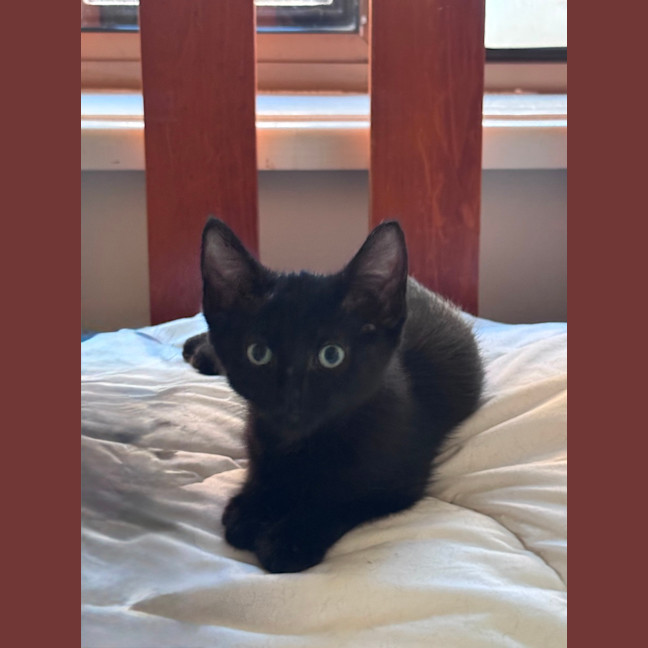 Photo of Meowser   7 Week Old Domestic Short Hair