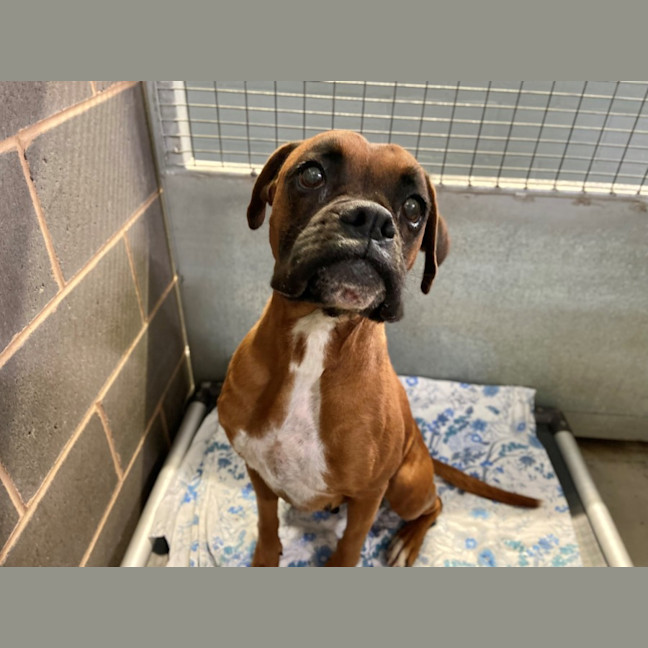 Photo of Rosie And Duke