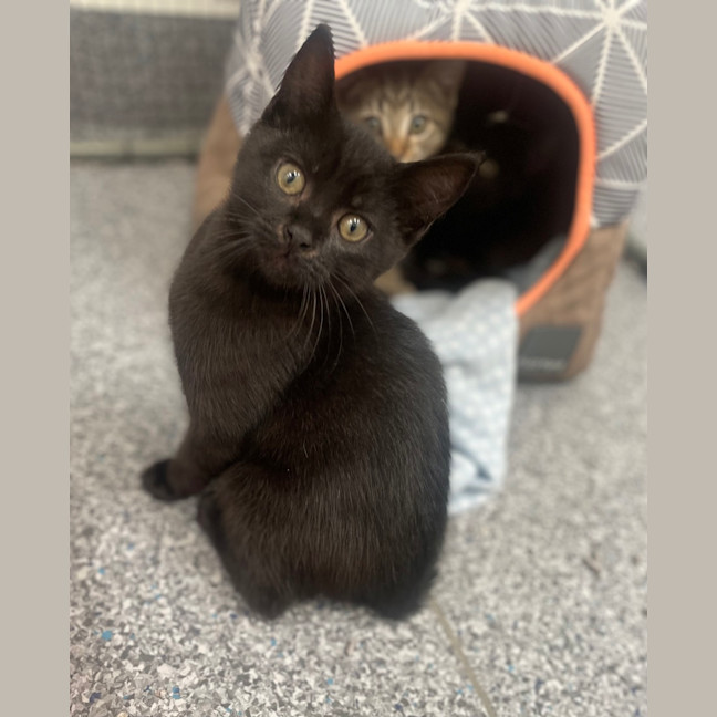 Photo of Coal