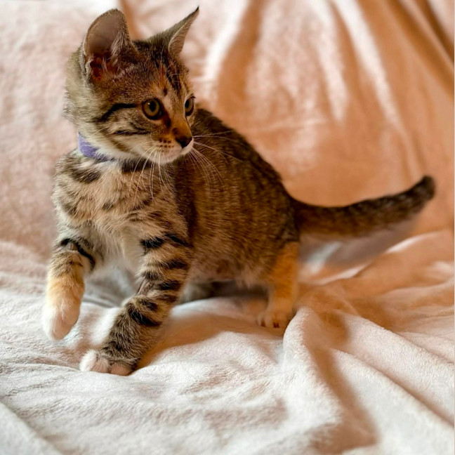 Photo of Lamington   In Foster Care In Bentleigh East