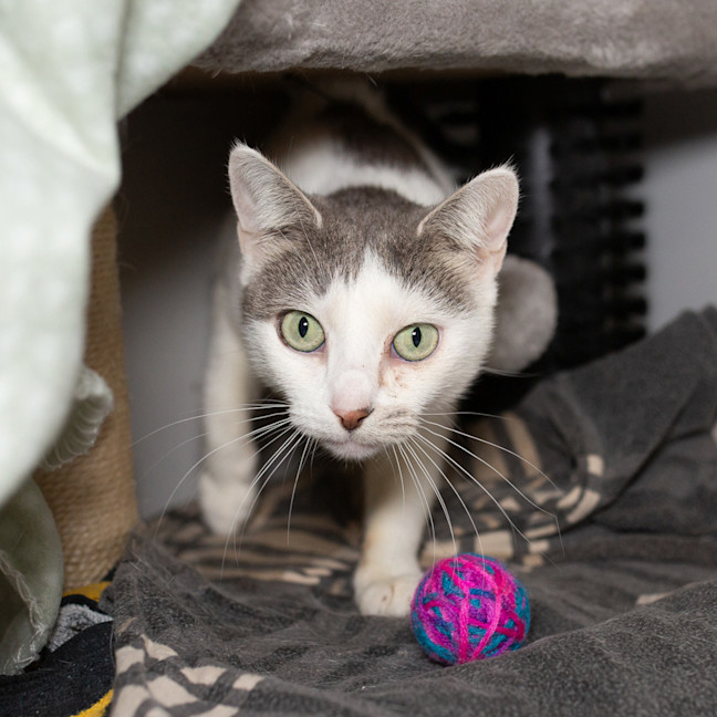 Photo of Violet