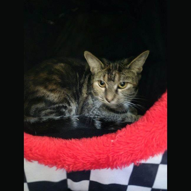 Photo of Pip