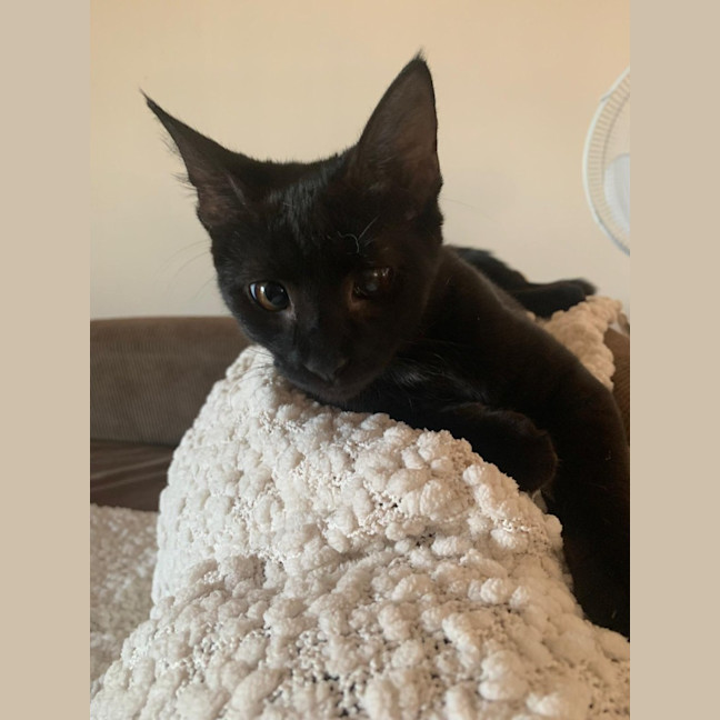 Photo of Blackie