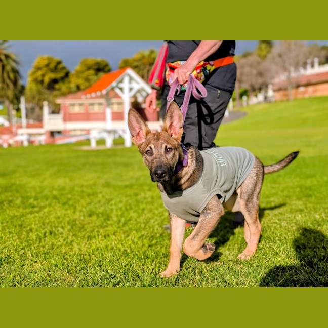 Photo of Bullet