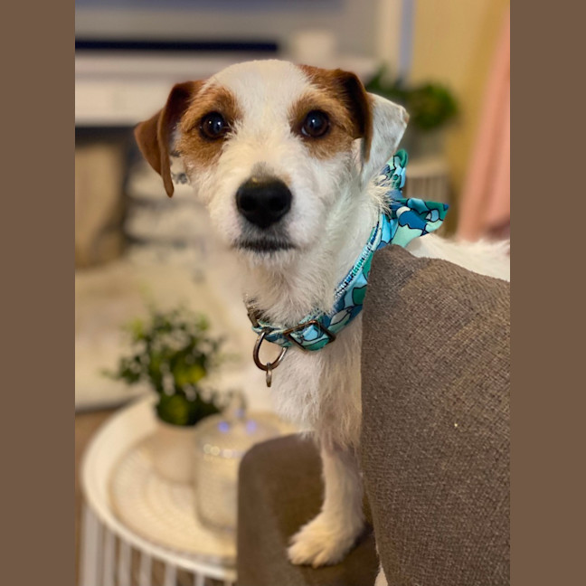 Photo of Sweetie Pie