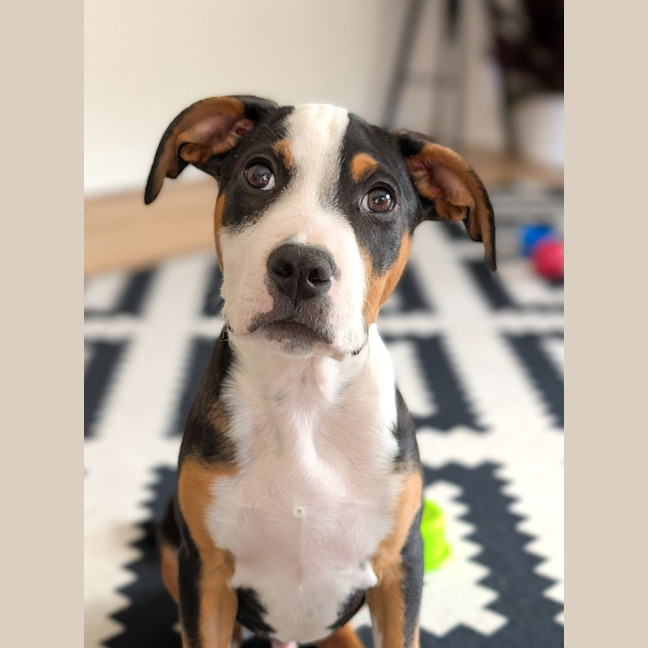 Photo of Romeo Foxtrot 