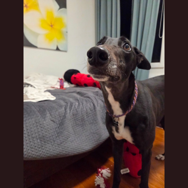 Photo of Drew, The Greyhound