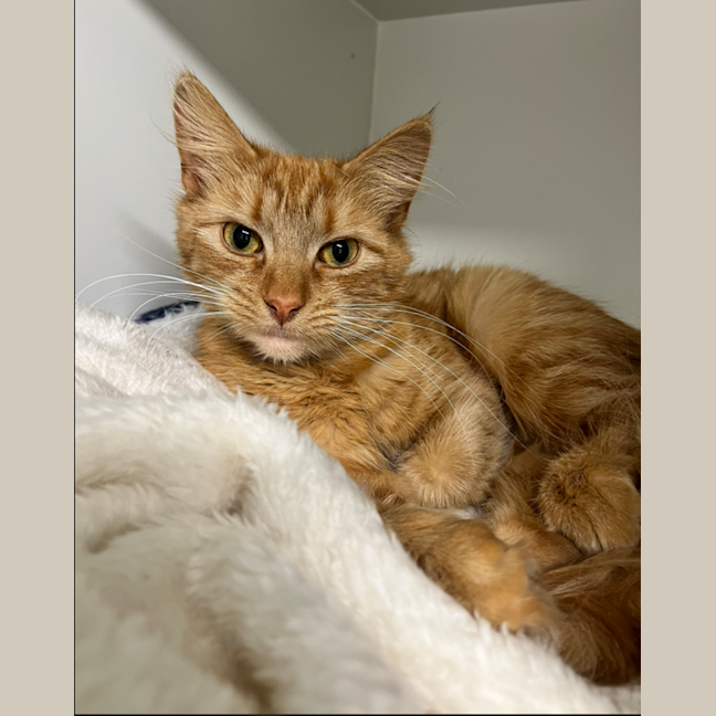 Photo of Ember