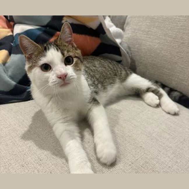 Photo of Fluffy