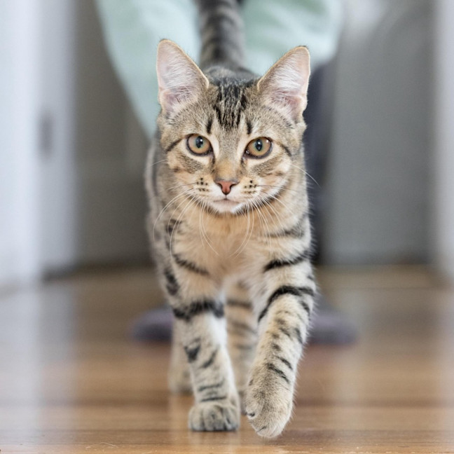 Photo of Pearl   In Foster Care In Reservoir