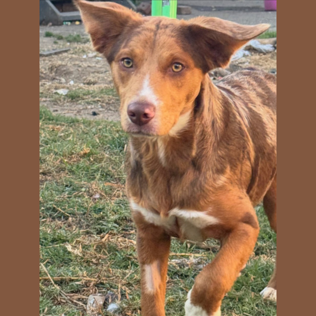 Photo of Ember