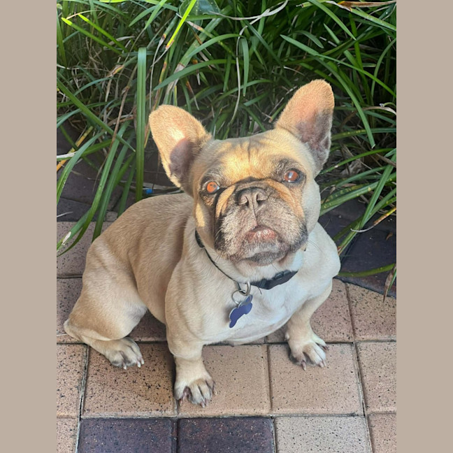 Photo of Bailey