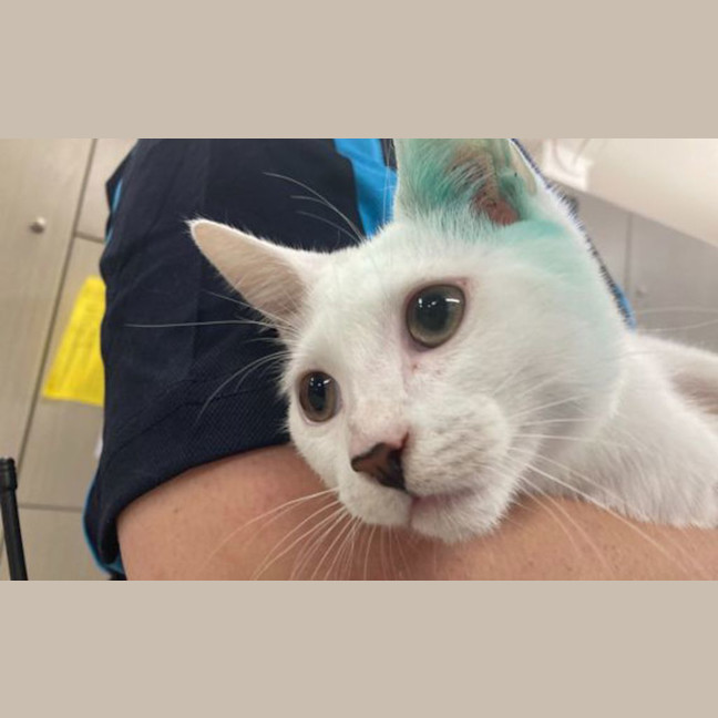 Photo of Whisper