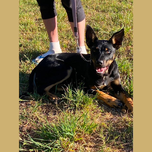 Photo of Skippy