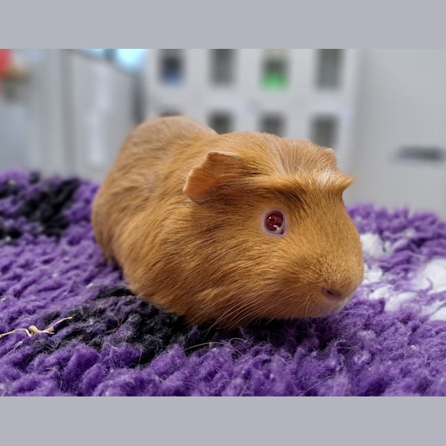 Photo of Pedro