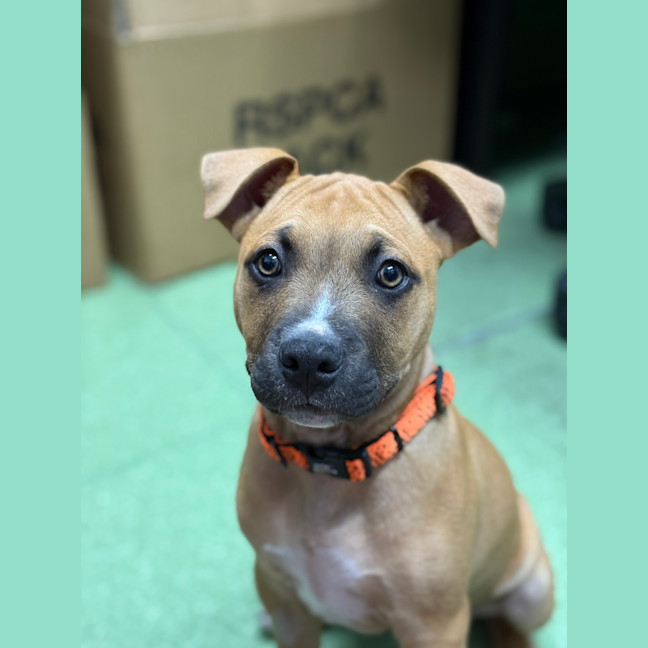 Photo of Rex