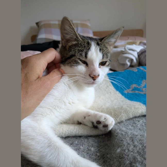 Photo of Blueberry   Super Friendly