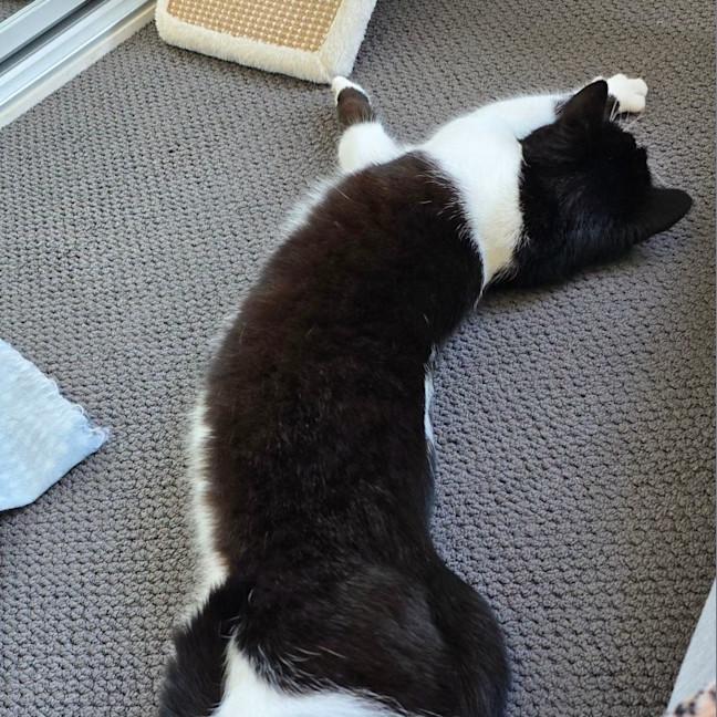 Photo of Sugar