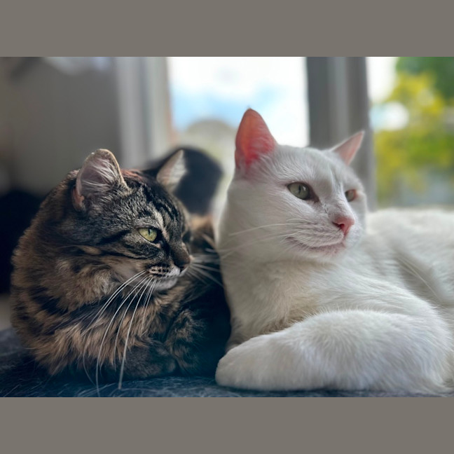 Photo of Angelo & Mist💜💙