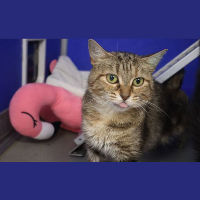 Photo of Nova