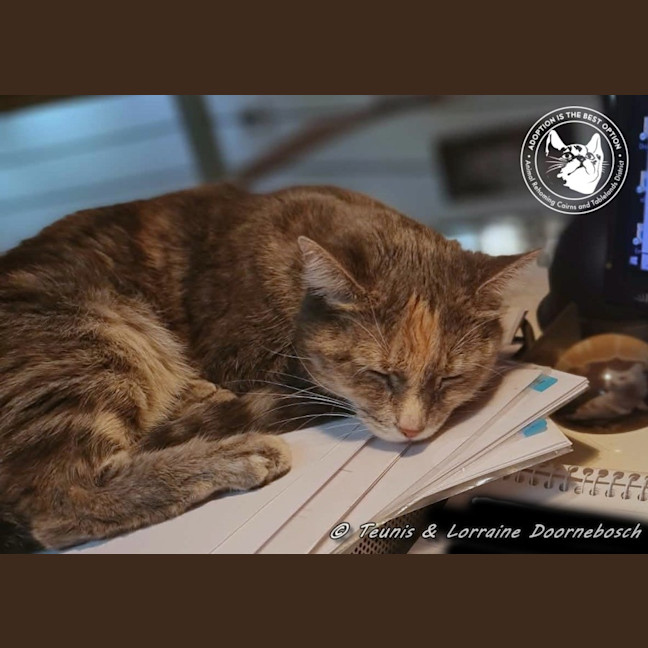 Photo of Marmie (Smokey)