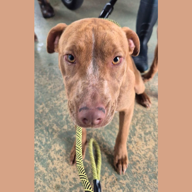Photo of Waffle (64380)