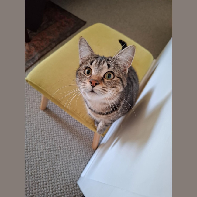 Photo of Olive *9 Lives Project Rescue