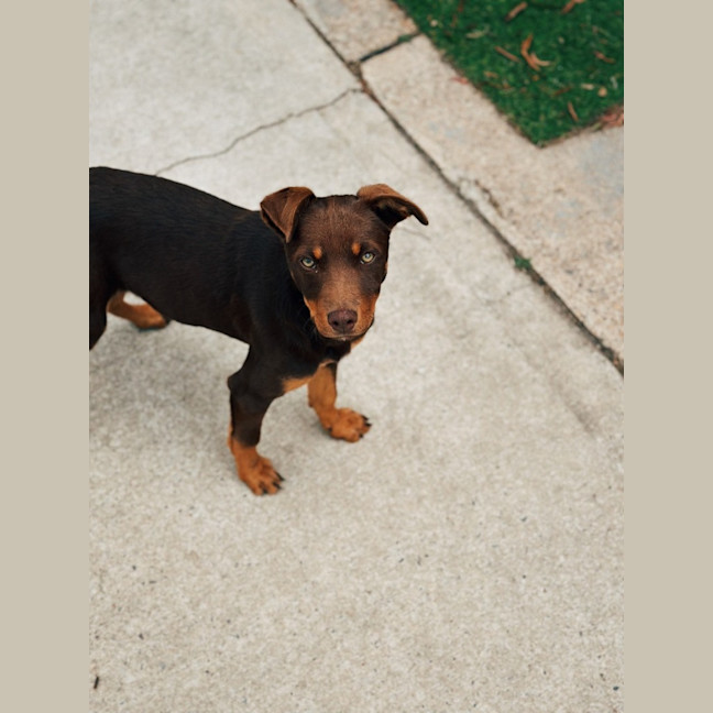 Photo of Brandy