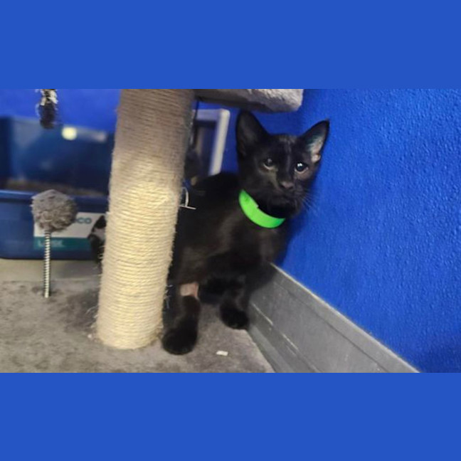 Photo of Onyx
