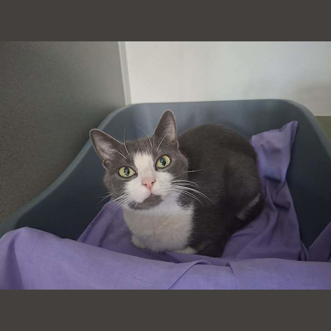 Photo of Misty