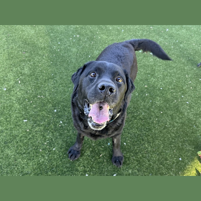 Photo of Archer Imp 2012