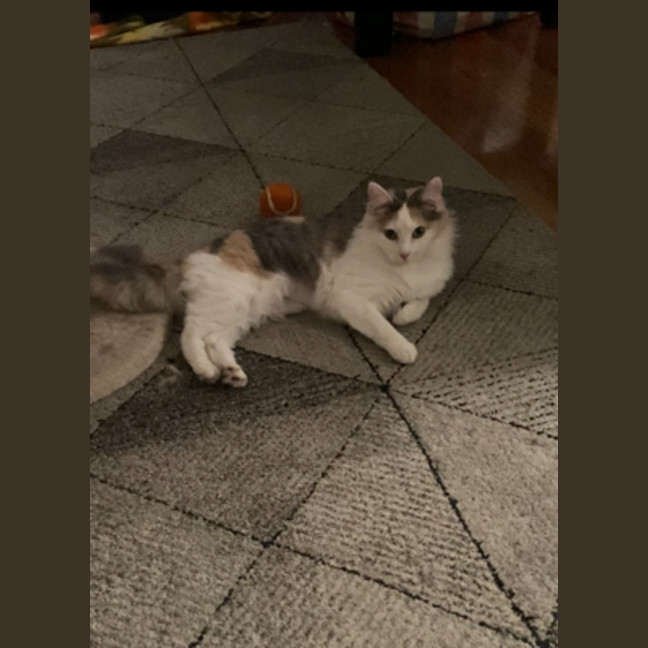 Photo of Ziggy