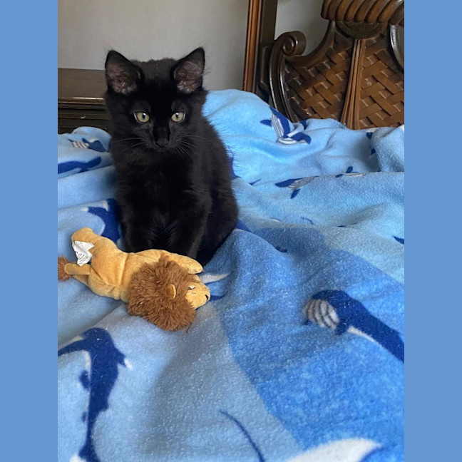 Photo of Simba & Apollo